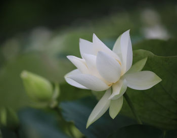 Close-up of white flower blooming outdoors
