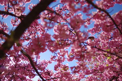 Low angle view of cherry blossom