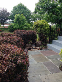 View of flowering plants in garden