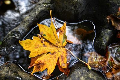 Close-up of leaves on ground