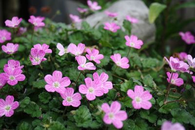 Close-up of pink flowering plants