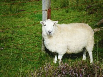 Animal grazing on grassy field