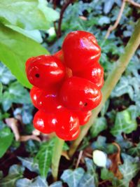 Close-up of red berries growing on plant