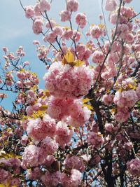 Low angle view of pink flowers blooming on tree