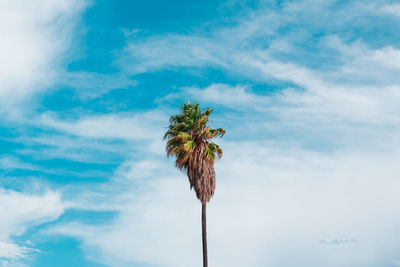 Low angle view of coconut palm tree against sky