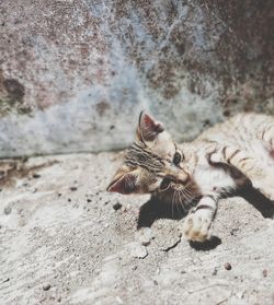 High angle view of a cat on wall