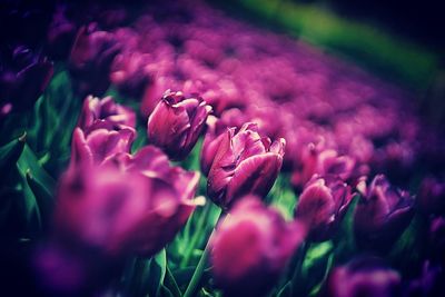 Close-up of pink flowers