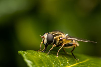 Close-up of insect on leaf