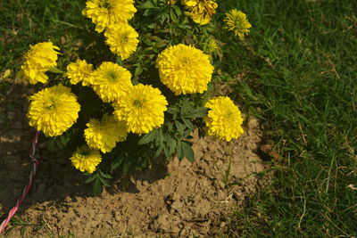 High angle view of yellow flowering plant on field