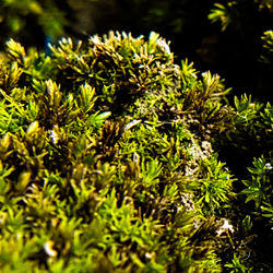 Macro image of soil