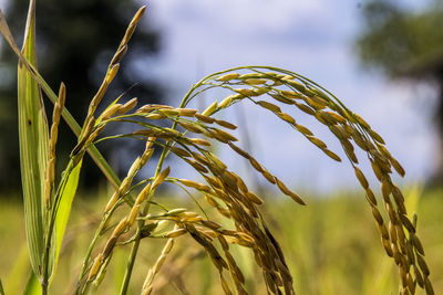 Close-up of stalks in field against sky