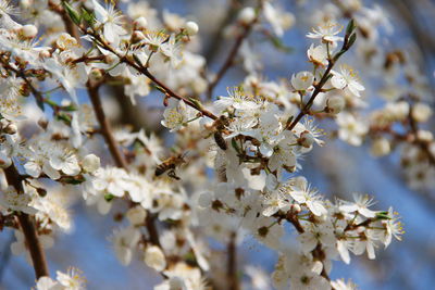 Close-up of cherry blossoms on branch