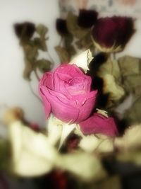 Close-up of pink rose