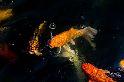 High angle view of koi fish in sea