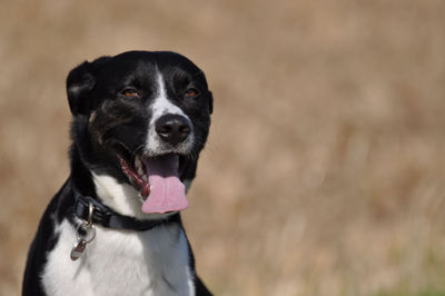 Close-up of black dog