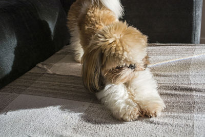 Close-up of a dog relaxing at home