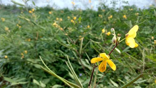 Close-up of insect on yellow flowers