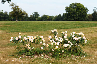 White flowering plants on field against sky