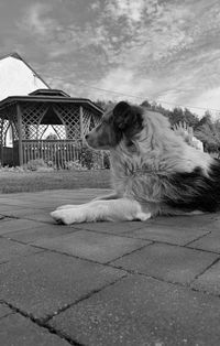 Dog sitting on shore against sky