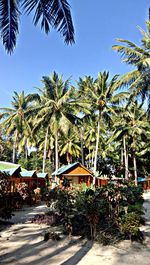 Palm trees by plants against clear sky