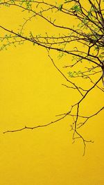 Low angle view of bare tree against sky