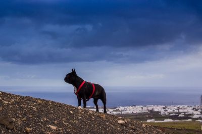 Black french bulldog standing at beach against cloudy sky