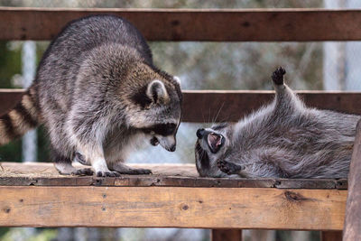 Playing raccoon praccoonpair on a porch in southern florida