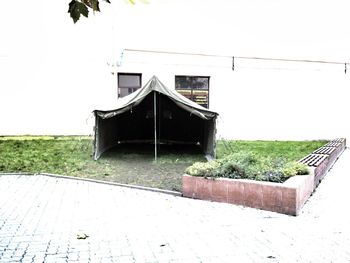 Plants growing by empty road