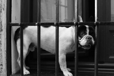 Close-up of bulldog terrier by railing at balcony