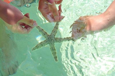 High angle view of hands holding starfish in sea during sunny day