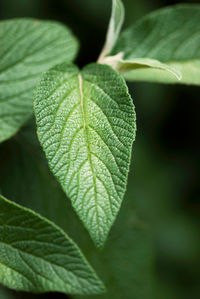 Close-up of green leaves