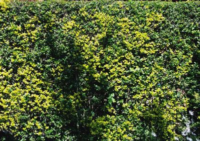 High angle view of yellow flowering plants