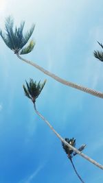 Low angle view of tree against sky