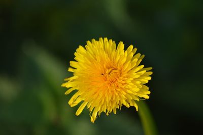 Close-up of yellow flower blooming outdoors