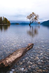 Scenic view of driftwood by lake against sky