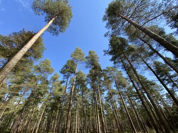 Low angle view of bamboo trees in forest