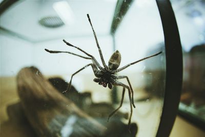 Close-up of spider on magnifying glass