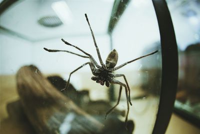 Close-up of spider on web