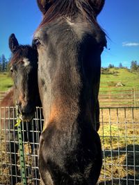 Horse against sky