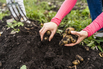 Woman harvesting potatoes in field