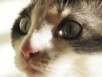 Close-up of a cat