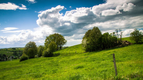 Trees on field against sky