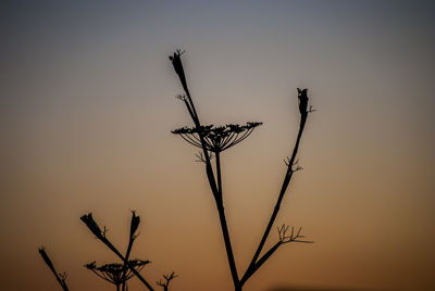 Low angle view of silhouette plant against sky during sunset