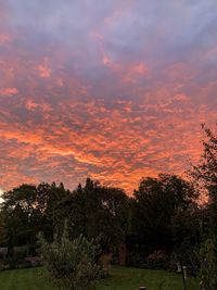 Trees on field against sky at sunset