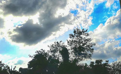 Low angle view of tree against sky