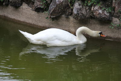 Swan swimming in lake