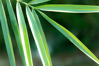 Close-up of fresh green leaf