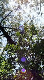 Low angle view of flower tree