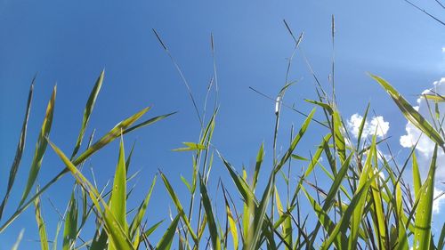 Low angle view of crops against clear blue sky