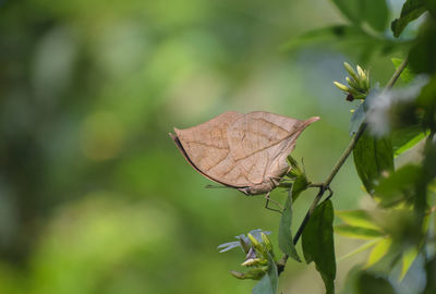 Close-up of butterfly on plant